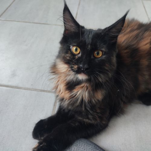 Reste 1 chaton femelle maine coon loof