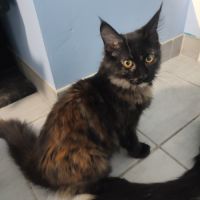 Reste 1 chaton femelle maine coon loof #1