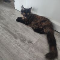 Reste 1 chaton femelle maine coon loof #2