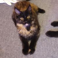 Reste 1 chaton femelle maine coon loof #3