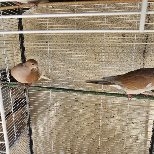 Couple de tourterelles rieuses reproducteur #0