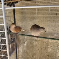 Couple de tourterelles rieuses reproducteur #1