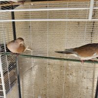 Couple de tourterelles rieuses reproducteur