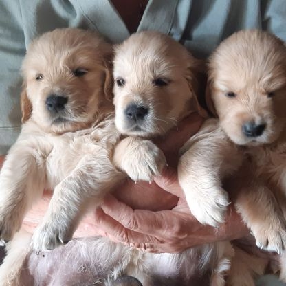Chiots mâles golden retrievers  nés le 19/08/2026