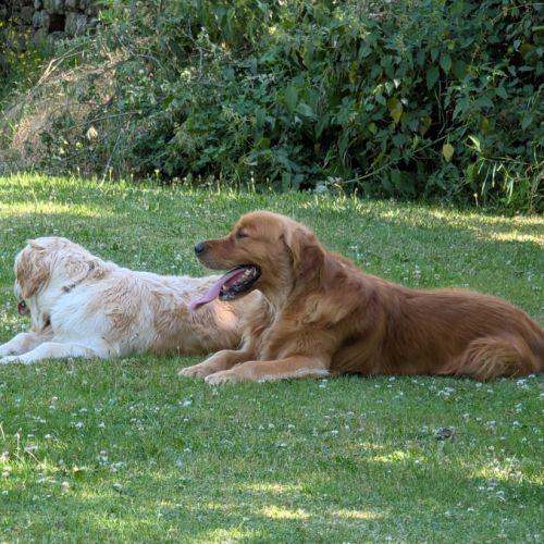 Chiots mâles golden retrievers  nés le 19/08/2026 #1