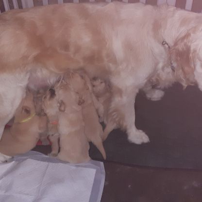 Chiots mâles golden retrievers  nés le 19/08/2026
