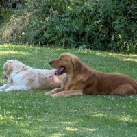 Chiots mâles golden retrievers  nés le 19/08/2026 #1