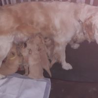 Chiots mâles golden retrievers  nés le 19/08/2026 #0
