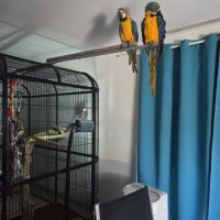 Couple perroquet ararauna #2