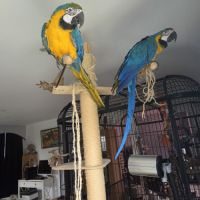Couple perroquet ararauna