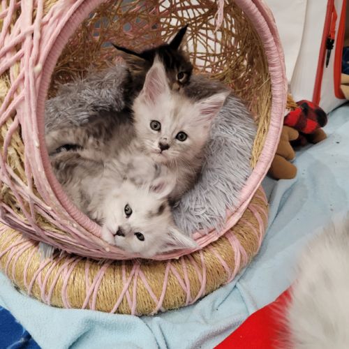 Portée du 16 juillet 2026 – chatons maine coon #3
