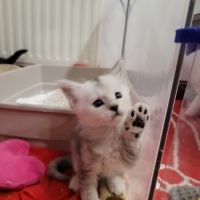 Portée du 16 juillet 2026 – chatons maine coon #1