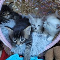 Portée du 16 juillet 2026 – chatons maine coon #2