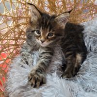 Portée du 16 juillet 2026 – chatons maine coon #4