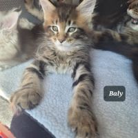 Portée du 16 juillet 2026 – chatons maine coon #0