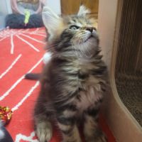 Portée du 16 juillet 2026 – chatons maine coon #6