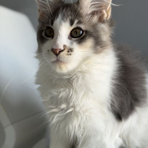 Chaton maine coon #2