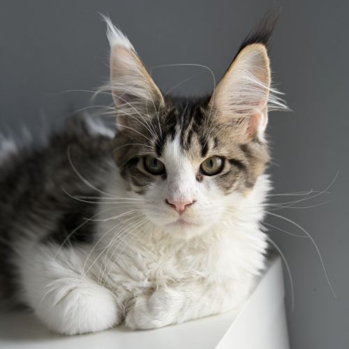 Chaton maine coon