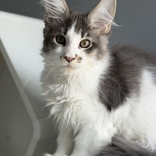 Chaton maine coon #4