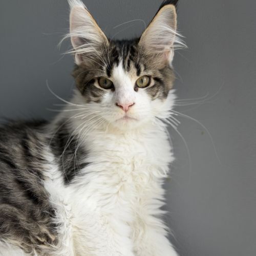 Chaton maine coon #5