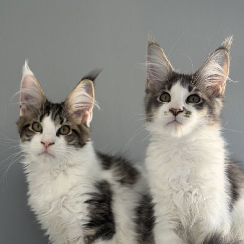 Chaton maine coon #7