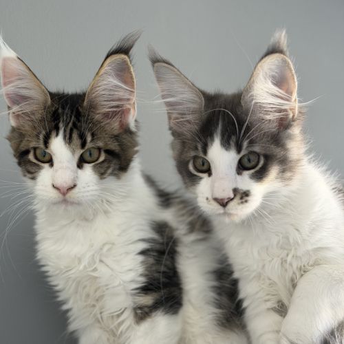 Chaton maine coon #8