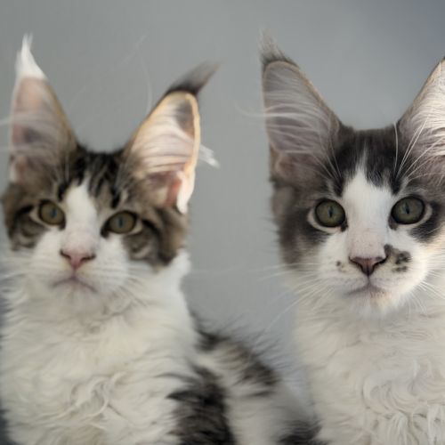 Chaton maine coon #9