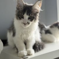 Chaton maine coon #1