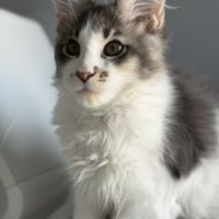 Chaton maine coon #2