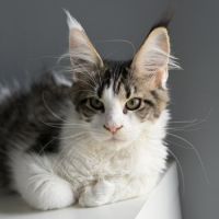 Chaton maine coon