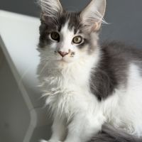 Chaton maine coon #4