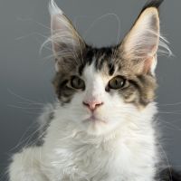 Chaton maine coon #6