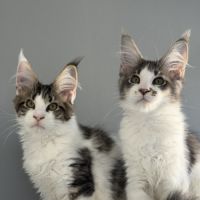 Chaton maine coon #7
