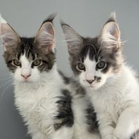 Chaton maine coon #8