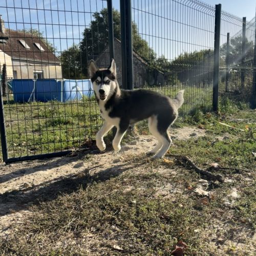 Femelle type husky de siberie
