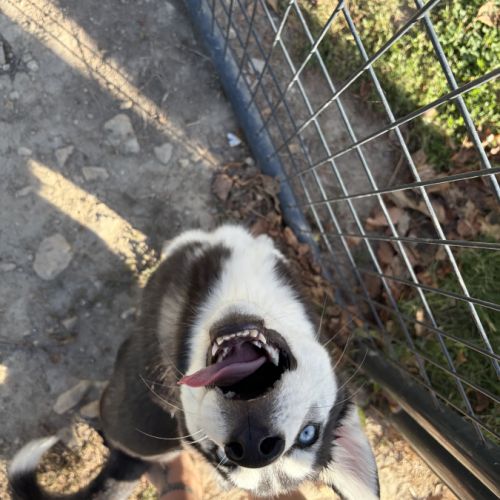 Femelle type husky de siberie #2