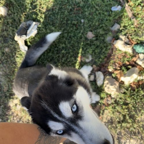 Femelle type husky de siberie #3