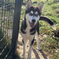 Femelle type husky de siberie #4