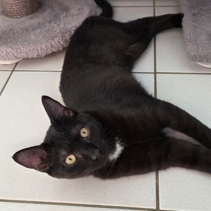 Physalis, adorable chaton à l'adoption #2