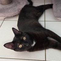 Physalis, adorable chaton à l'adoption #2