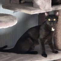 Physalis, adorable chaton à l'adoption #3