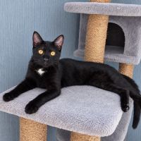 Physalis, adorable chaton à l'adoption