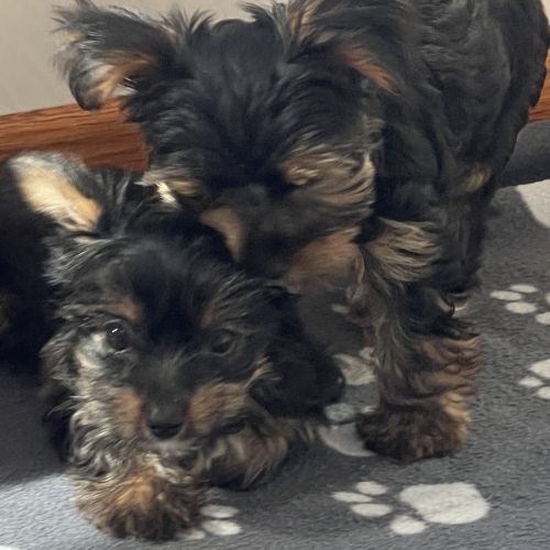 Yorkshire terrier pedigree #3
