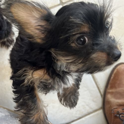 Yorkshire terrier pedigree #5