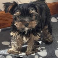 Yorkshire terrier pedigree #1
