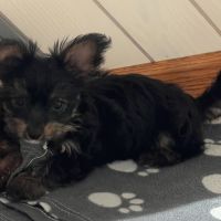 Yorkshire terrier pedigree #2
