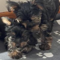 Yorkshire terrier pedigree #3