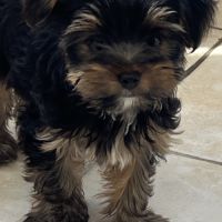 Yorkshire terrier pedigree #0