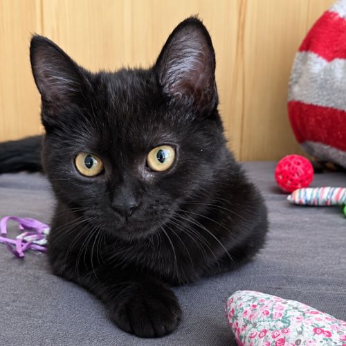 Goyave, adorable chaton à l'adoption #0