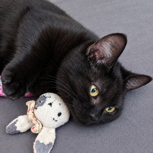 Goyave, adorable chaton à l'adoption #2